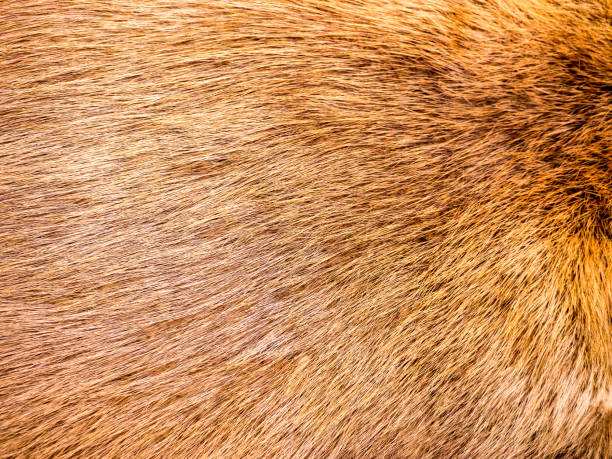 istock The Fur texture. 1947479386