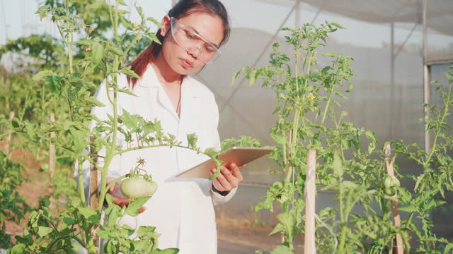 Researcher woman analyzing Tomato  in plantation .