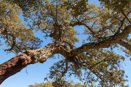 Cork oaks, Quercus suber on the Camino Via de la Plata pilgrimage route in the Parque natural de la Sierra Norte de Sevilla shortly before Almadén, Andalusia, Spain