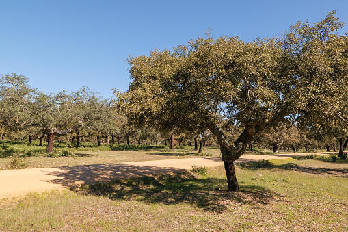 Cork oaks, Quercus suber on the Camino Via de la Plata pilgrimage route in the Parque natural de la Sierra Norte de Sevilla shortly before Almadén, Andalusia, Spain