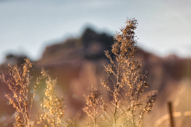 Piegon, France - January 4, 2024. Close-up view of grass plants in front of a sunset in Provence