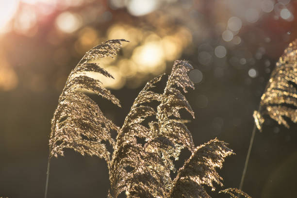 Piegon, France - January 4, 2024. Close-up view of grass plants in front of a sunset in Provence