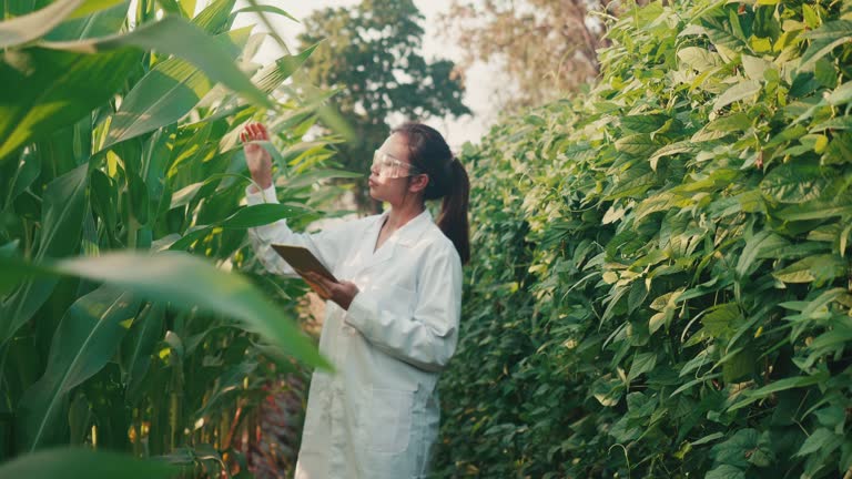 Researcher woman analyzing corn leaf in plantation .