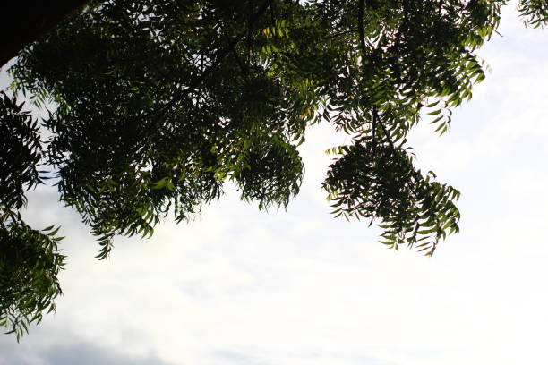 Silhouette of tree leaves in rice field