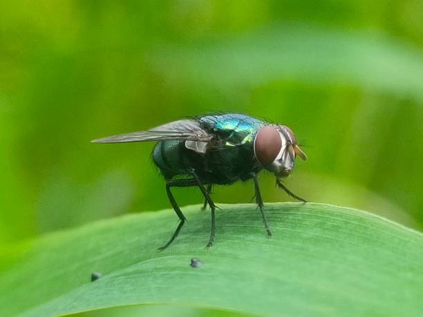 istock A close-up of a fly on a grass leaf 1947491429