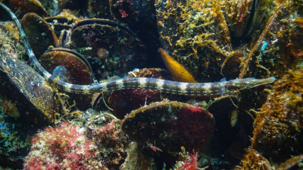 istock Black-striped pipefish (Syngnathus abaster) swim among algae near the seabed 1947491964