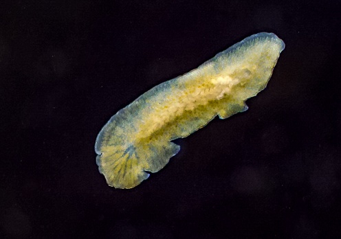 Marine flatworm - Planaria, crawling on the glass, Black Sea