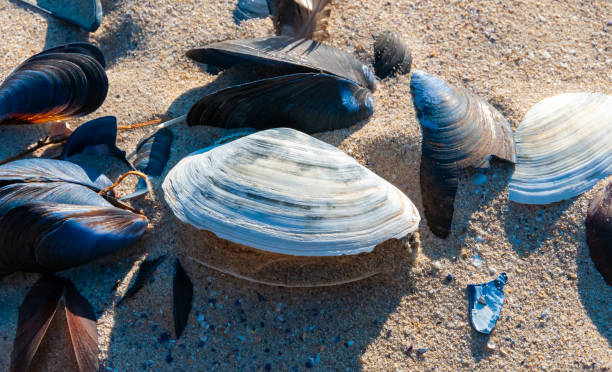 shells of the clam mya arenaria on the shore. tiligul liman, odessa region - моллюск песчаная мия стоковые фото и изображения