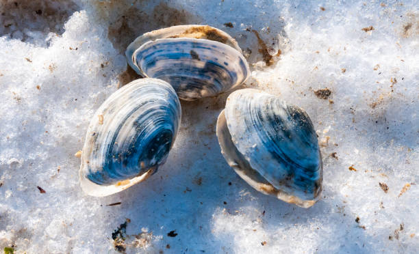 shells of the clam mya arenaria on the shore. tiligul liman, odessa region - моллюск песчаная мия стоковые фото и изображения