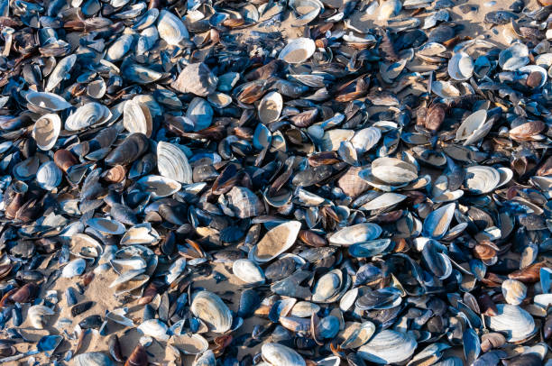shells of the clam mya arenaria on the shore. tiligul liman, odessa region - моллюск песчаная мия стоковые фото и изображения