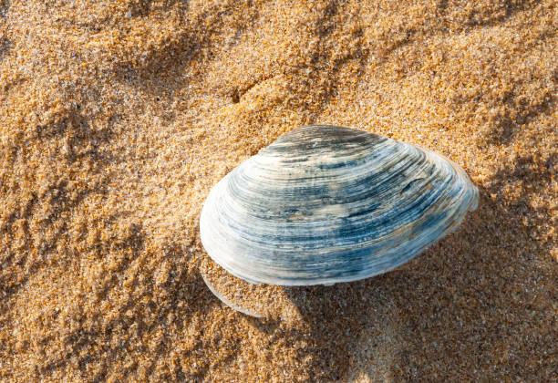 shells of the clam mya arenaria on the shore. tiligul liman, odessa region - моллюск песчаная мия стоковые фото и изображения