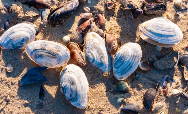 shells of the clam mya arenaria on the shore. tiligul liman, odessa region - моллюск песчаная мия стоковые фото и изображения