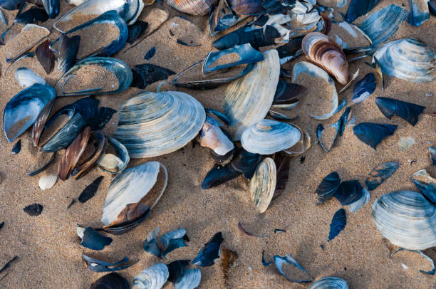 shells of the clam mya arenaria on the shore. tiligul liman, odessa region - моллюск песчаная мия стоковые фото и изображения