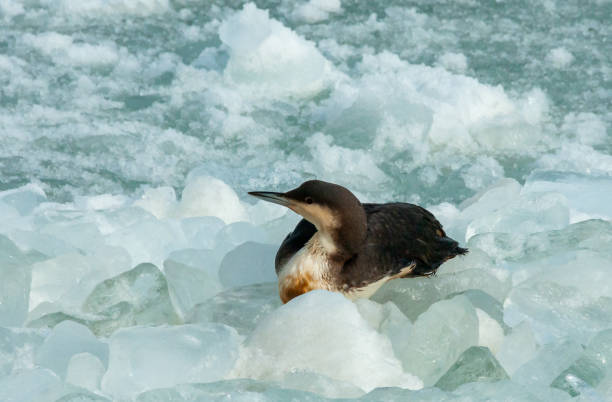 The black-throated loon (Gavia arctica), bird resting on floating ice The black-throated loon (Gavia arctica), bird resting on floating ice in the Black Sea arctic loon stock pictures, royalty-free photos & images
