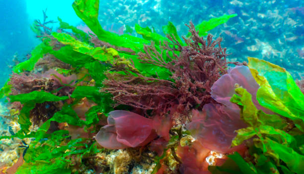istock Green, red and brown algae on the seabed (Ulva, Enteromorpha, Ceramium, Cladophora, Porphira), 1947505341