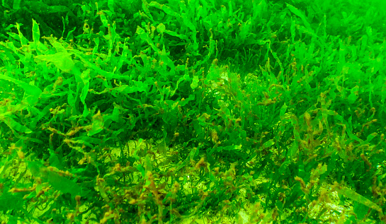Green algae on the seabed (Ulva, Enteromorpha, Cladophora). Underwater landscape, Black Sea