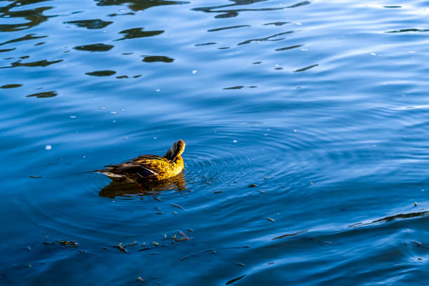 Duck swimming in the river