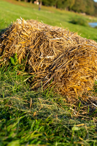 istock rough straw in bales, close-up, background texture 1947519075