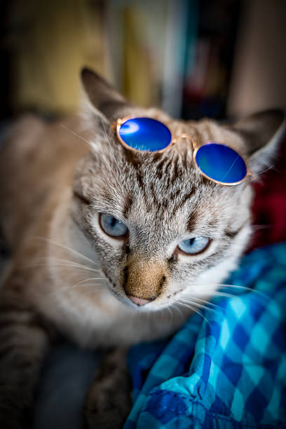istock beautiful gray-white domestic cat resting on the bed 1947521453