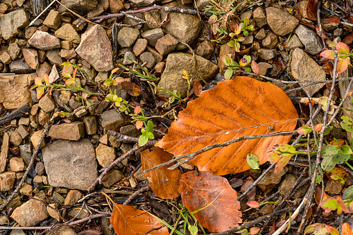 Autumn leaves on stones, autumn background