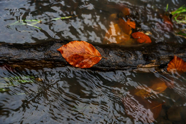 Autumn leaf on a branch in water, autumn background