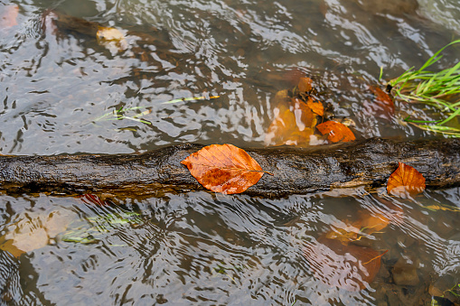 Autumn leaf on a branch in water, autumn background