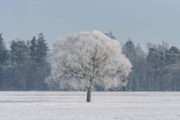 A huge snowy tree in a rural field in the winter