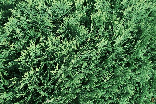 Beautiful green texture of thuja leaves close-up. Background of thuja branches. Beautiful natural background.