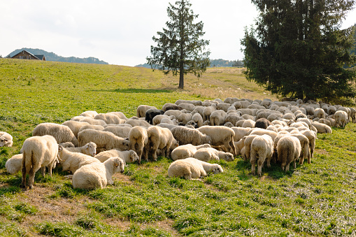 Herd of sheep on beautiful mountain meadow.