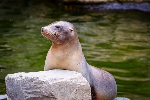 istock Curious seal taking a photo 1947531905