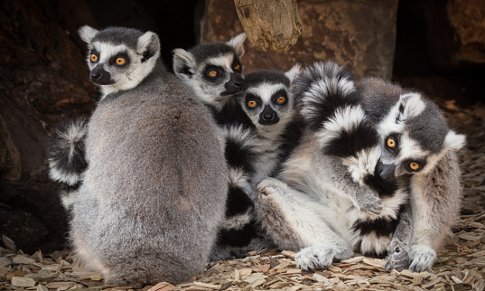 Ring tailed Lemur, maki, lemur catta, group sitting close together lookng forward