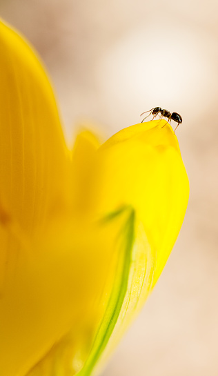 A tiny world of contrasts captured in a stunning macro shot: a determined black ant navigating the vibrant yellow petals of a flower