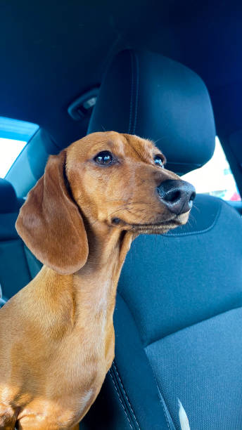 istock Let’s Get This Show On The Road 1947537657