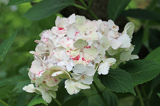 White mophead Hydrangea, of unknown species and variety, flowers in close up with a background of blurred leaves.