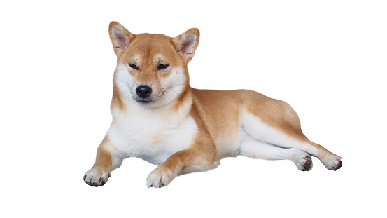 isolate red shiba on white background, For use in illustrations Background image or copy space.