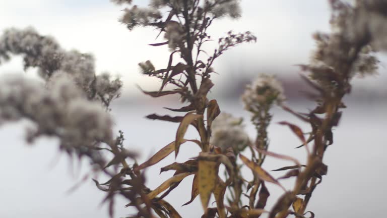 Salt-marsh goldenrod blows in the wind