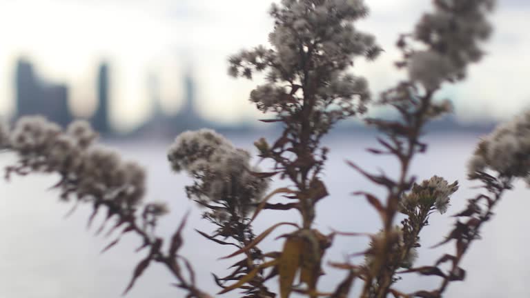 Salt-marsh goldenrod blows in the wind