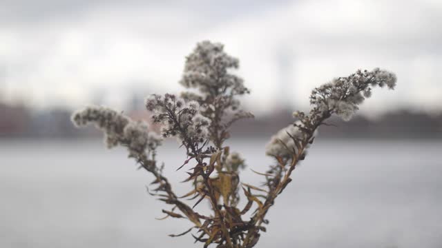 Salt-marsh goldenrod blows in the wind