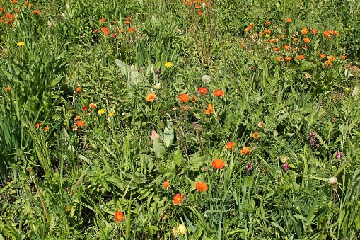 Close-up of wildflowers on a green spring summer meadow. Natural floral landscape field. Flower bloom on a country garden. Blooming flowers in a park