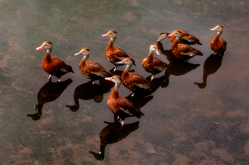 Phalanx of black bellied whistling ducks. These are gregarious ducks that might represent a squad, a meeting a forum or similar conclave with one member distracted.
