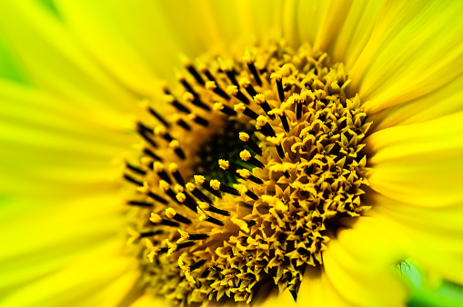 Vibrant petals burst with sunny joy as a yellow sunflower basks in the warm rays, its pollen attracting buzzing bees