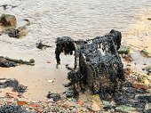 Shopping trolley covered in seaweed