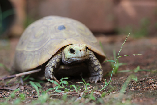 Stock photo showing a captive Hermann's tortoise basking in the sunlight whilst walking outside in sun on garden mossy lawn. Feeding and eating fresh grass as healthy pet tortoises diet guide and caring, tortoiseshell vitamins from summer sunshine.