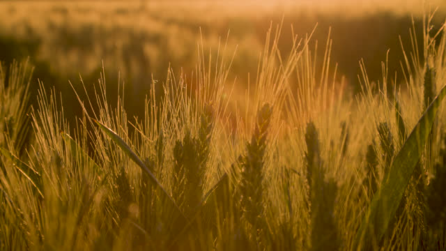 Wheat or barley field blowing in the wind at sunset or sunrise