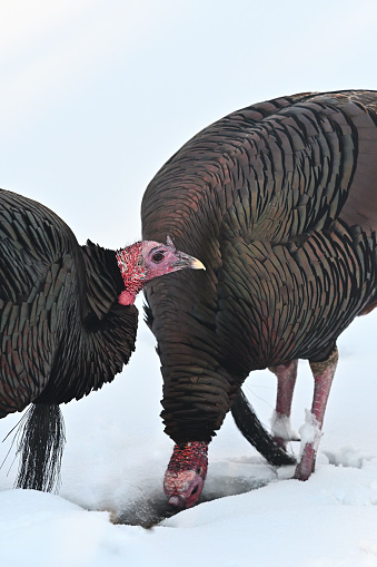 Vertical of two male wild turkeys at a water hole in the snowy New England wilderness, with one drinking