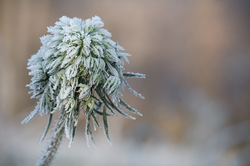 Winter background of frosty plant with early morning light, ice crystals on plant made by fog