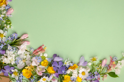 floral flat lay from different wildflowers on a light green background. Top view. Flowers frame