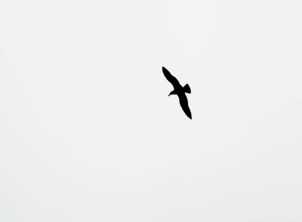 Black silhouette of a seagull on a white background. A seagull seen from below, with its wings spread.