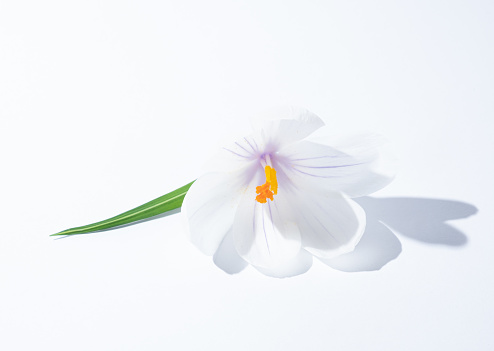 Minimal spring concept. White saffron flower on white background, hard shadow