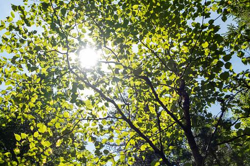 Sunlight through the green canopy of a forest